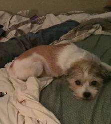 Lost Male Dog last seen Treat Blvd  and blarney ave, Concord, CA 94518
