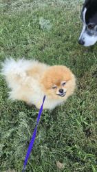 Reunited Unknown Dog last seen Claremont/Briar Hill, Grand Prairie, TX 75052