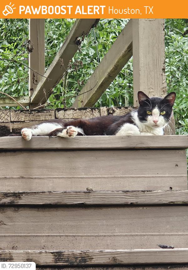 Found/Stray Unknown Cat last seen Broadview Drive , Houston, TX 77061