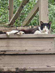 Found/Stray Unknown Cat last seen Broadview Drive , Houston, TX 77061