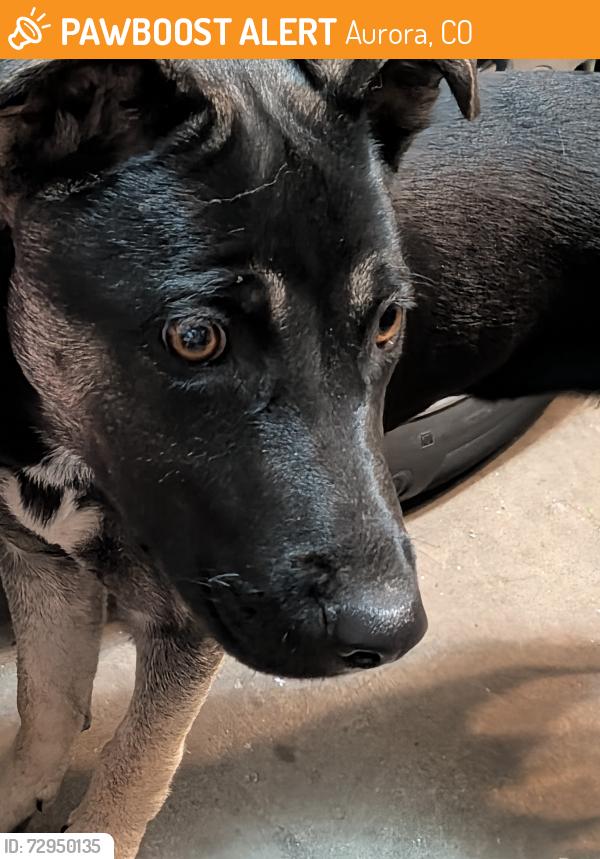 Found/Stray Female Dog last seen Murphy Creek, Aurora, CO 80018