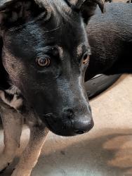 Found/Stray Female Dog last seen Murphy Creek, Aurora, CO 80018