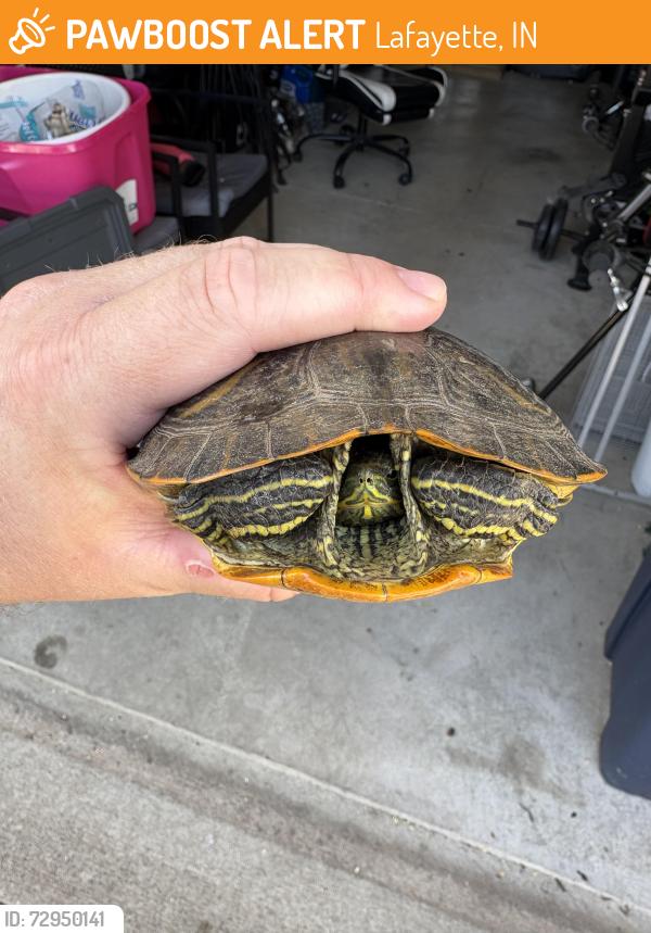 Found/Stray Unknown Reptile last seen Rockingham/pimlico, Lafayette, IN 47905