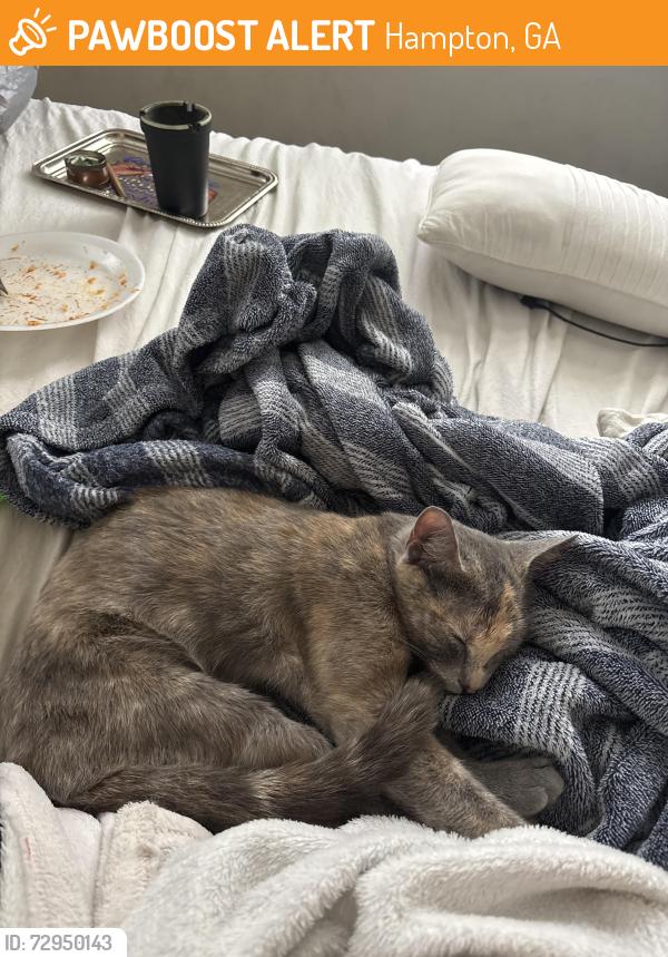 Found/Stray Female Cat last seen Graystone, Steele dr , Hampton, GA 30228