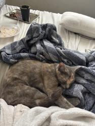Found/Stray Female Cat last seen Graystone, Steele dr , Hampton, GA 30228
