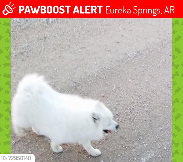 Lost Male Dog last seen CR116 and Hwy187 , Eureka Springs, AR 72631