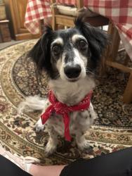Reunited Male Dog last seen NE 44th and 136th Ave, Vancouver, WA 98682