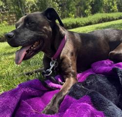 Reunited Female Dog last seen Sycamore Meadow Dr & The Oaks Golf Course, Stevenson Ranch, CA 91381
