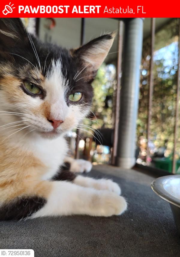 Lost Female Cat last seen New York avenue Astatula Florida, Astatula, FL 34705