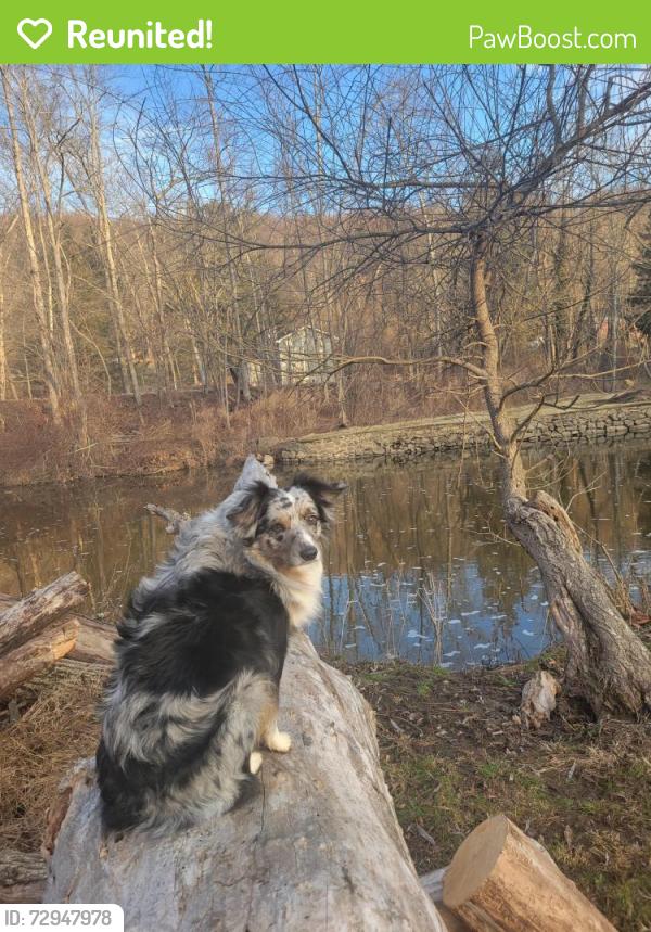 Reunited Male Dog last seen River Road, Fair Haven, NJ 07704