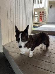 Reunited Male Dog last seen Northern Lights, Anchorage, AK 99517