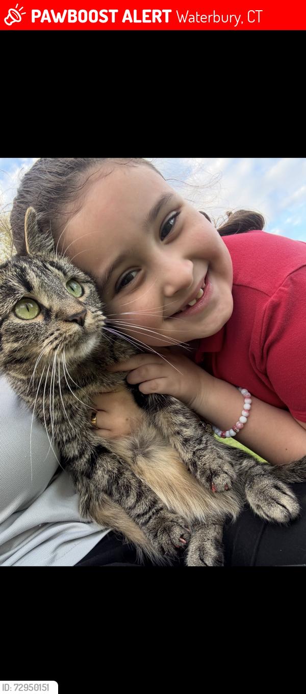 Lost Female Cat last seen Rosemount Ave, Waterbury, CT 06708
