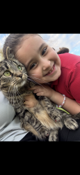 Lost Female Cat last seen Rosemount Ave, Waterbury, CT 06708