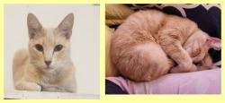 Lost Male Cat last seen Stuart & Kings Row, Denton, TX 76209