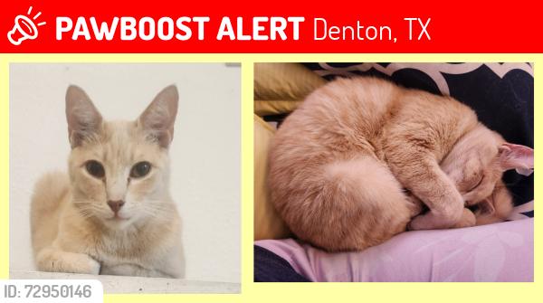 Lost Male Cat last seen Stuart & Kings Row, Denton, TX 76209