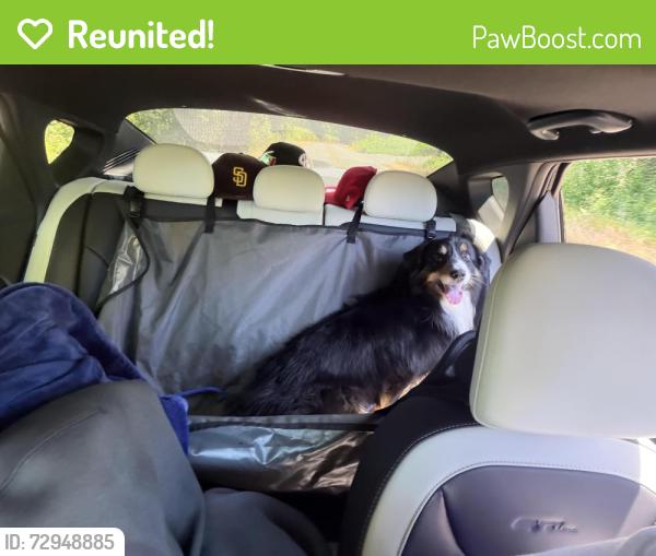 Reunited Male Dog last seen In bushes of chipotle, Portland, OR 97220