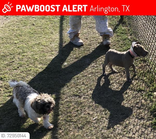 Lost Female Dog last seen Randol mill park , Arlington, TX 76012