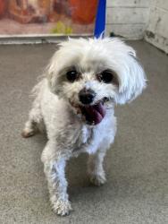 Shelter Stray Male Dog last seen CAROLINE X GARDENA, San Bernardino, CA 92401