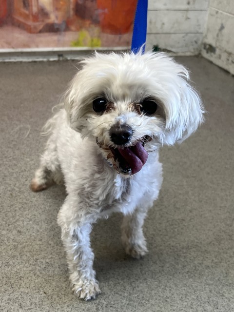 Shelter Stray Male Dog last seen CAROLINE X GARDENA, San Bernardino, CA 92401