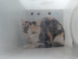 Shelter Stray Female Cat last seen Near BLOCK GALATANEU NW, Albuquerque, NM 87121