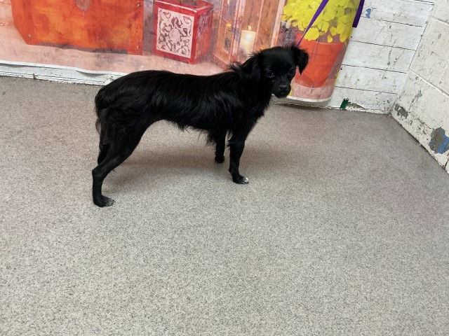 Shelter Stray Female Dog last seen ALDER AVE & FOOTHILL BLVD, FONTANA, CA, 92335, San Bernardino, CA 92401