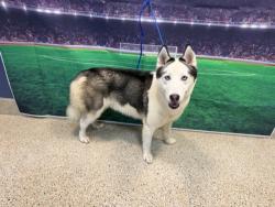 Shelter Stray Male Dog last seen Near BLOCK CONSITUTION DR, Doral, FL 33122