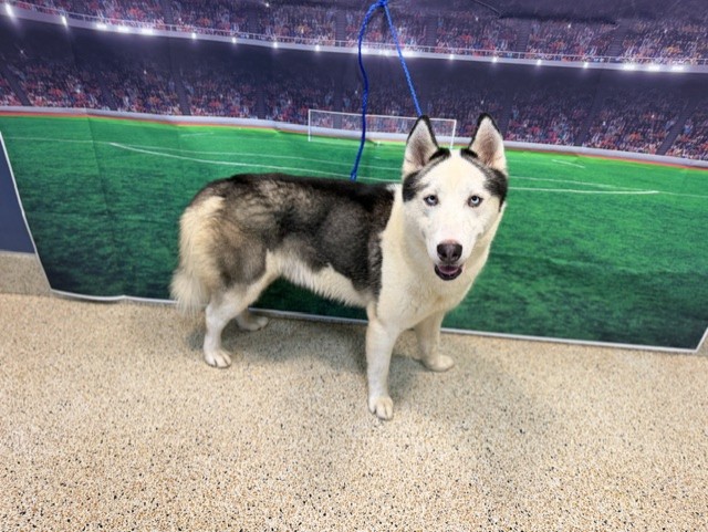 Shelter Stray Male Dog last seen Near BLOCK CONSITUTION DR, Doral, FL 33122