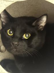 Shelter Stray Male Cat last seen , Chatsworth, CA 91311