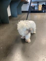 Shelter Stray Male Dog last seen , Chatsworth, CA 91311
