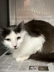 Shelter Stray Male Cat last seen , Chatsworth, CA 91311