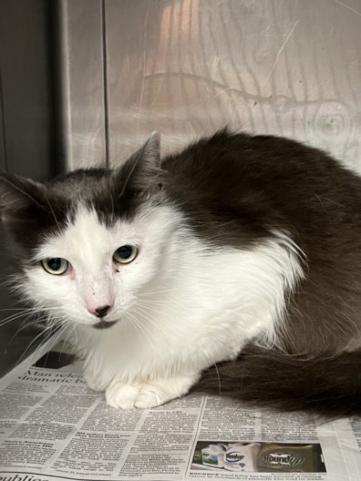 Shelter Stray Male Cat last seen , Chatsworth, CA 91311
