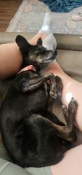 Reunited Female Dog last seen Central and Tulane, Albuquerque, NM 87106