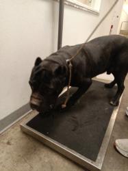 Shelter Stray Male Dog last seen , Los Angeles, CA 90047