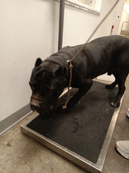 Shelter Stray Male Dog last seen , Los Angeles, CA 90047