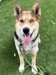 Shelter Stray Female Dog last seen , Los Angeles, CA 90047