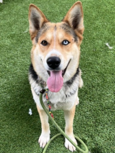 Shelter Stray Female Dog last seen , Los Angeles, CA 90047