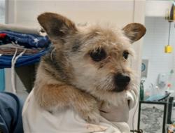 Shelter Stray Female Dog last seen , Los Angeles, CA 90047