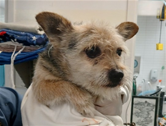 Shelter Stray Female Dog last seen , Los Angeles, CA 90047