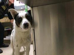 Shelter Stray Male Dog last seen Near BLOCK MISSION BL, JURUPA VALLEY, CA, Jurupa Valley, CA 92509