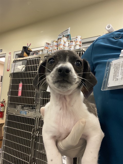Shelter Stray Male Dog last seen Near BLOCK MAGDALENA ST, MURRIETA, CA, San Jacinto, CA 92582