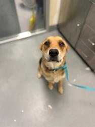 Shelter Stray Female Dog last seen Near BLOCK W ESPLANADE AVE, SAN JACINTO CA 92582, San Jacinto, CA 92582