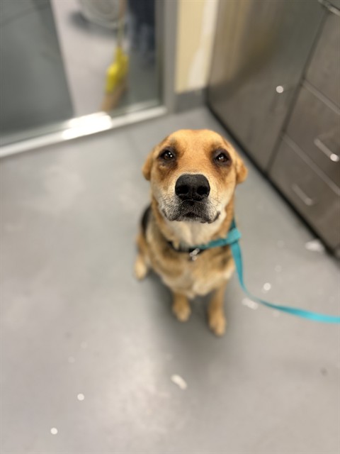 Shelter Stray Female Dog last seen Near BLOCK W ESPLANADE AVE, SAN JACINTO CA 92582, San Jacinto, CA 92582