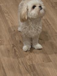 Reunited Female Dog last seen Pepperell and Honeycutt, Virginia Beach, VA 23464