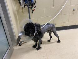 Shelter Stray Male Dog last seen 1200W HIGHLAND AV, Milwaukee, WI 53215