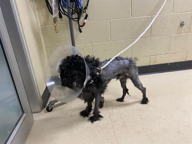 Shelter Stray Male Dog last seen 1200W HIGHLAND AV, Milwaukee, WI 53215