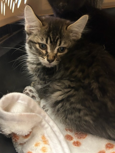Shelter Stray Male Cat last seen Near BLOCK BRIGHTON RD, Brighton, CO 80601