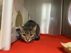 Shelter Stray Female Cat last seen Near BLOCK S 70TH ST, Milwaukee, WI 53215