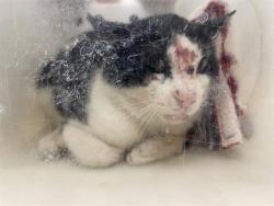 Shelter Stray Male Cat last seen Near BLOCK E CUDAHY AVE, Milwaukee, WI 53215