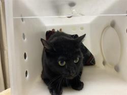 Shelter Stray Female Cat last seen Near BLOCK W KILEY AVE, Milwaukee, WI 53215