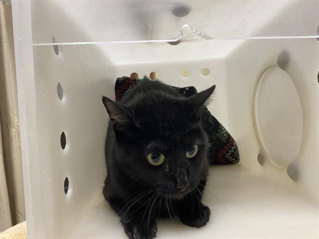 Shelter Stray Female Cat last seen Near BLOCK W KILEY AVE, Milwaukee, WI 53215